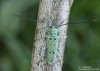 kozlíček (Brouci), Saperda octopunctata, Cerambycidae, Saperdini (Coleoptera)
